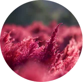 Astaxanthin