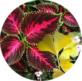 Ginkgo Biloba and Coleus Forskohlii